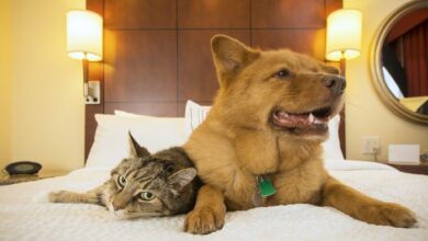 Pet-Friendly Hotels