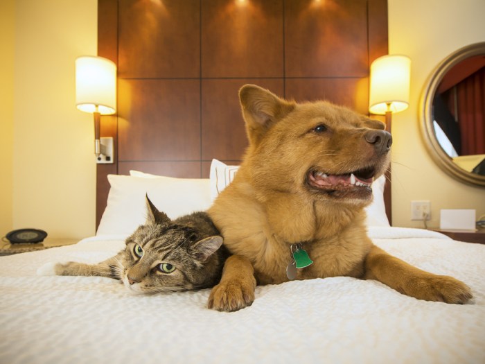 Pet-Friendly Hotels