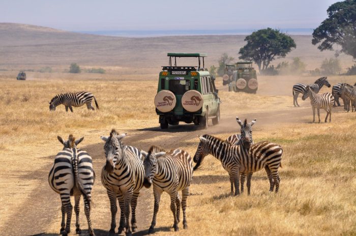 Luxury Safari Tours