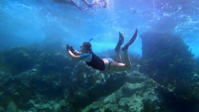 Diving and snorkeling spots in the British Virgin Islands for beginners