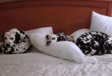 Pet-friendly romantic hotels with dog-walking services