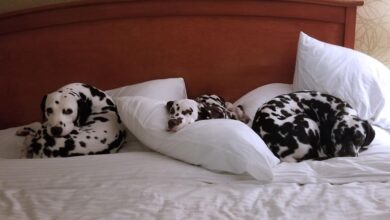 Pet-friendly romantic hotels with dog-walking services